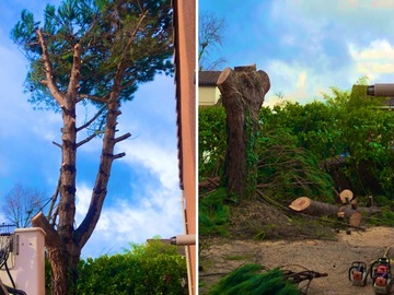 abattage d'arbre à Colomiers