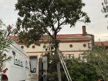 Abattage d'arbre à Toulouse